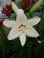 [5104 Pedara VH No02.JPG]